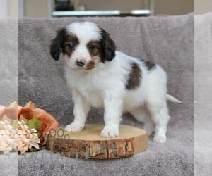 Cavapoo Puppy for sale in LEOLA, PA, USA