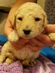 Small Photo #4 Goldendoodle Puppy For Sale in SACRAMENTO, CA, USA