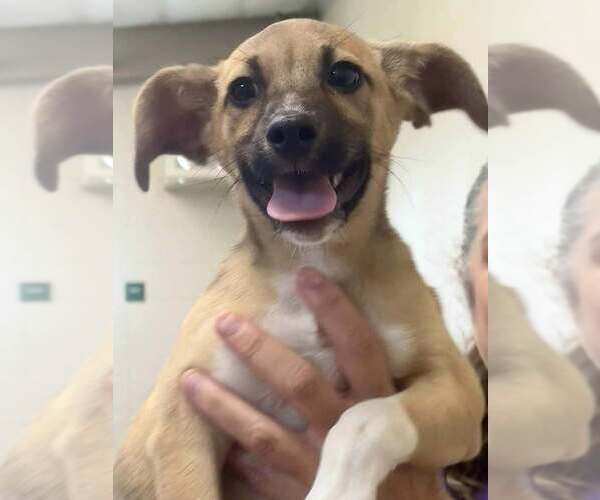 Medium Photo #4 Mutt Puppy For Sale in Abbeville, LA, USA