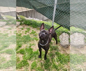 Boxer-Unknown Mix Dogs for adoption in Evansville, IN, USA