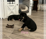 Puppy Puppy 4 Pink German Shepherd Dog