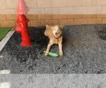 Small #1 Siberian Husky Mix
