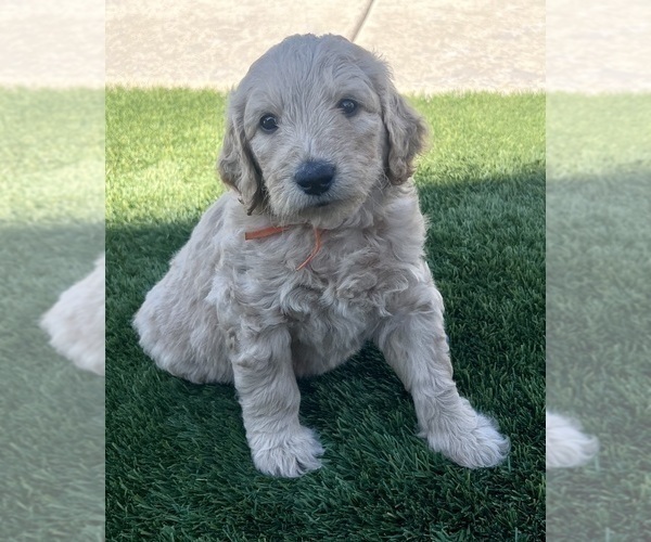 Medium Photo #122 Goldendoodle Puppy For Sale in PHOENIX, AZ, USA