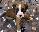 Small #5 Boxer