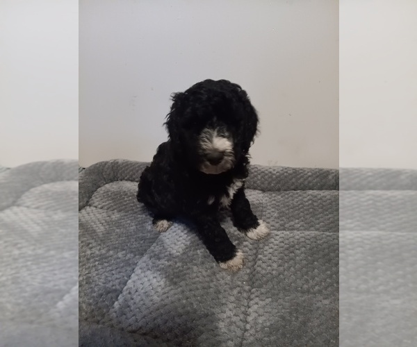 Medium Photo #1 Poodle (Standard)-Springerdoodle Mix Puppy For Sale in MONTELLO, WI, USA
