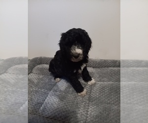 Poodle (Standard)-Springerdoodle Mix Puppy for sale in MONTELLO, WI, USA