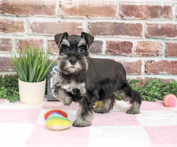 Medium Photo #3 Schnauzer (Miniature) Puppy For Sale in SYRACUSE, IN, USA