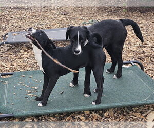 Regina - Female - Mix Dog for Adoption - Photo #6