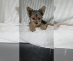 Small Photo #55 Yorkshire Terrier Puppy For Sale in BENSON, NC, USA