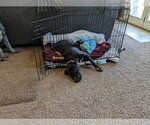 Small #11 Boxer-Pointer Mix