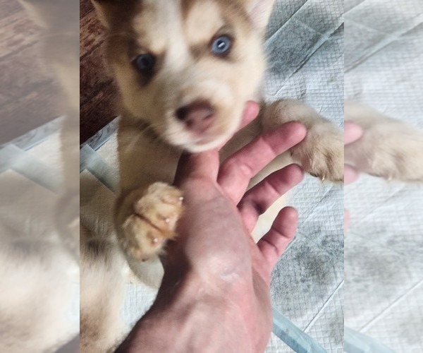 Medium Photo #16 Australian Shepherd-Siberian Husky Mix Puppy For Sale in ATTICA, NY, USA