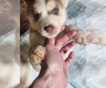 Small #15 Australian Shepherd-Siberian Husky Mix