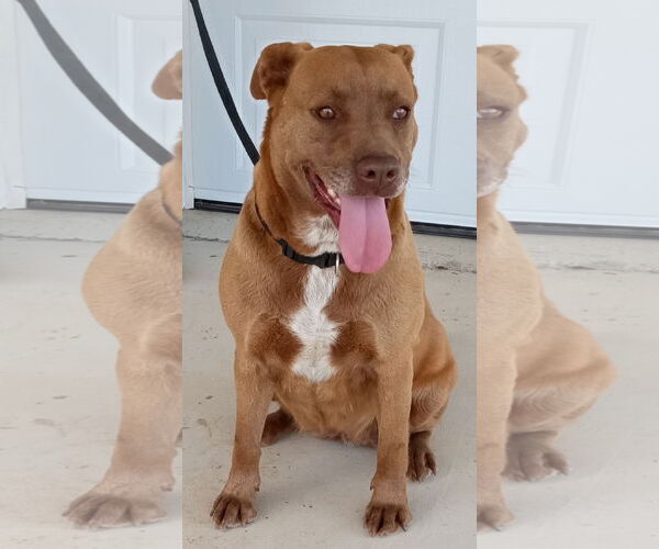 Medium Photo #1 American Pit Bull Terrier-Labrador Retriever Mix Puppy For Sale in Cabool, MO, USA