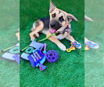 Small #3 German Shepherd Dog Mix