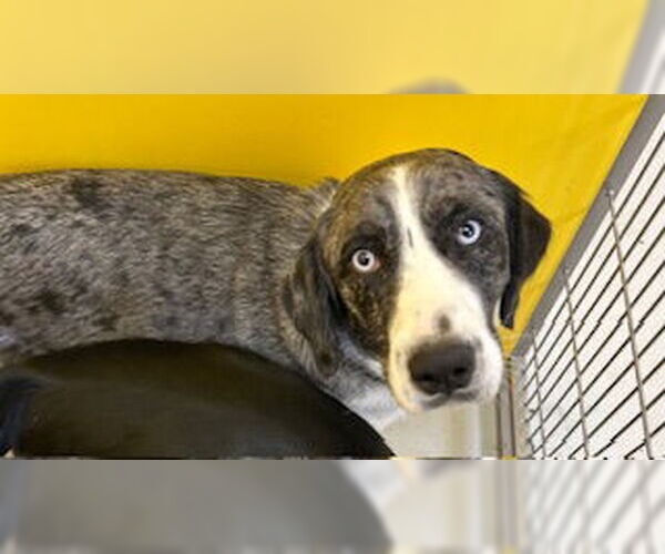 Medium Photo #2 Mutt Puppy For Sale in Pampa, TX, USA