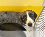 Small #1 Mutt