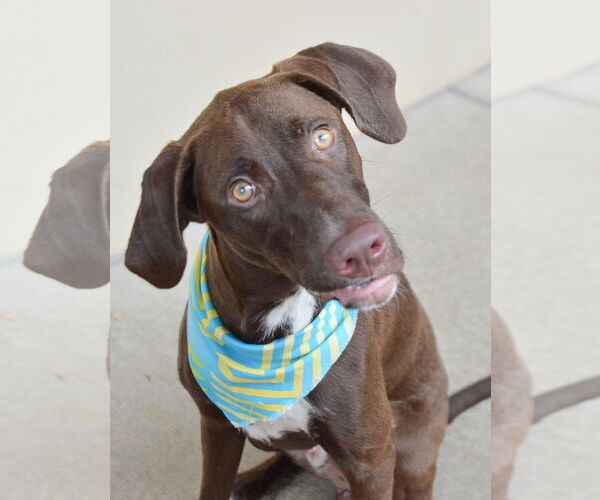 Medium Photo #3 Mutt Puppy For Sale in McKinney, TX, USA