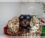 Small Photo #2 Yorkshire Terrier Puppy For Sale in CHICAGO, IL, USA