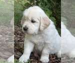 Puppy Sawyer English Cream Golden Retriever