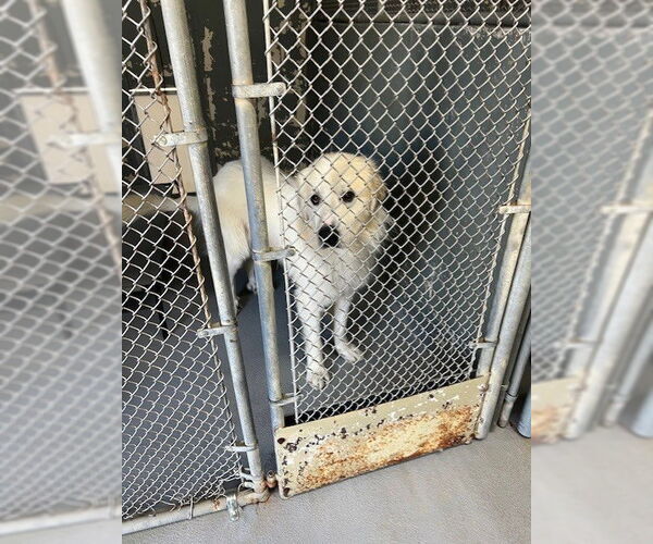 Medium Photo #5 Great Pyrenees Puppy For Sale in Rockaway, NJ, USA