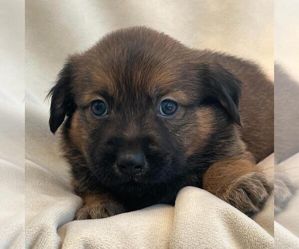 Medium Photo #5 Labrador Retriever-Unknown Mix Puppy For Sale in San Diego, CA, USA