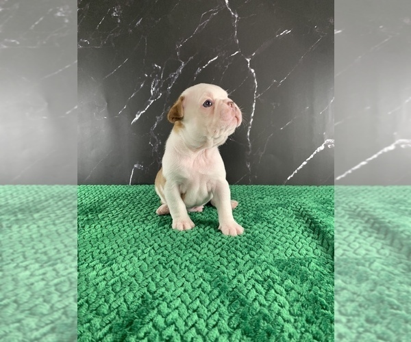 Medium Photo #17 Boston Terrier Puppy For Sale in TULARE, CA, USA