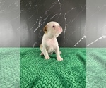 Small Photo #161 Boston Terrier Puppy For Sale in TULARE, CA, USA