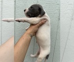 Small Photo #56 Great Dane Puppy For Sale in HALLETTSVILLE, TX, USA