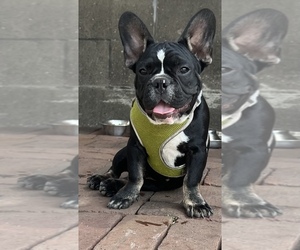 French Bulldog Puppy for sale in LA CROSSE, WI, USA