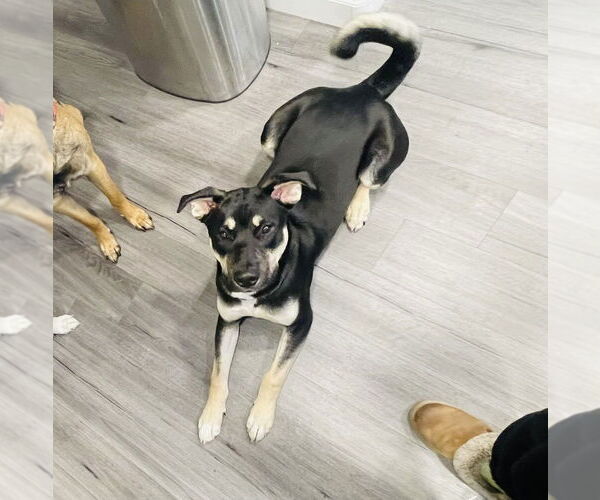 Medium Photo #2 Labsky Puppy For Sale in Dana Point, CA, USA