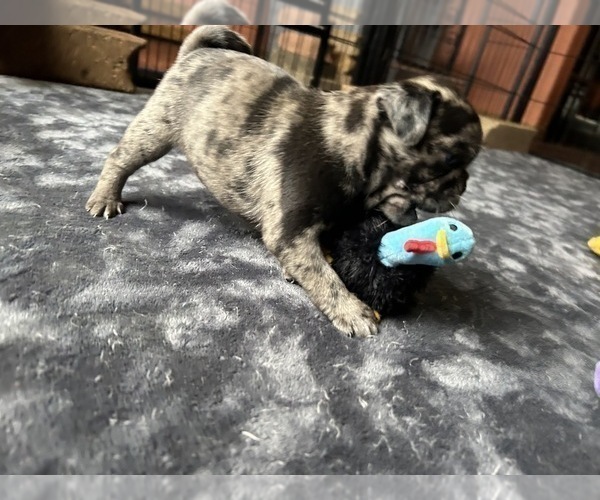 Medium Photo #6 Pug Puppy For Sale in BLOOMINGTON, IL, USA