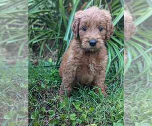 Goldendoodle Puppy for Sale in MIDLAND, North Carolina USA