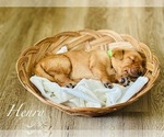 Puppy Henry Golden Retriever