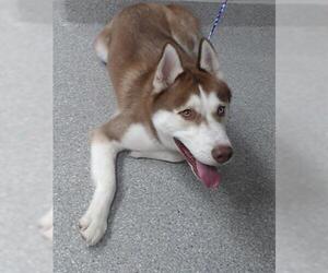 Siberian Husky Dogs for adoption in Pasadena, TX, USA