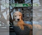Small Photo #6 Goldendoodle Puppy For Sale in GREENEVILLE, TN, USA