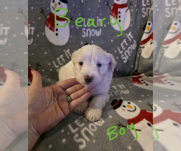 Medium Photo #23 Chizer Puppy For Sale in MONTEZUMA, GA, USA