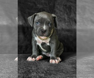 American Bully Puppy for sale in DICKINSON, TX, USA