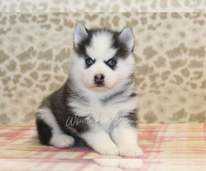 Pomsky Puppy for sale in DENVER, PA, USA