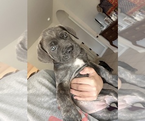 Cane Corso Puppy for sale in ALVA, FL, USA