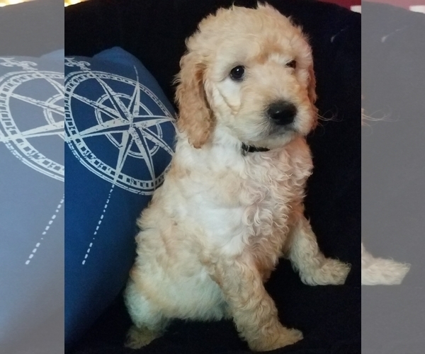 Medium Photo #7 Goldendoodle Puppy For Sale in EAST POINT, GA, USA