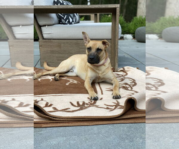 Medium Photo #9 Black Mouth Cur-Pug Mix Puppy For Sale in Dumont, NJ, USA