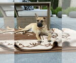 Small #8 Black Mouth Cur-Pug Mix