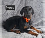 Small #1 Doberman Pinscher