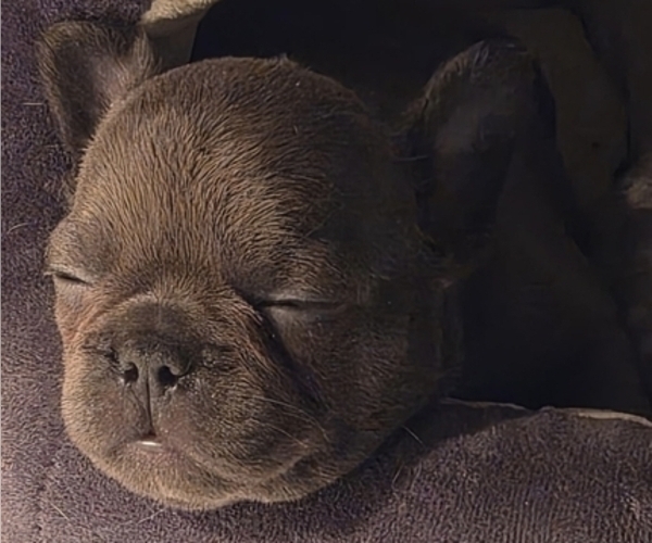 Medium Photo #1 French Bulldog Puppy For Sale in EAST ORANGE, NJ, USA