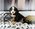 Small Photo #5 Bernese Mountain Dog Puppy For Sale in FRANKLIN, IN, USA