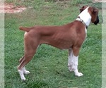 Small Photo #7 Boxer Puppy For Sale in ZEBULON, GA, USA