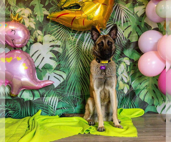 Medium Photo #5 Mutt Puppy For Sale in Imlay City, MI, USA