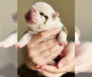 English Bulldog Puppy for sale in MECHANICSVILLE, VA, USA