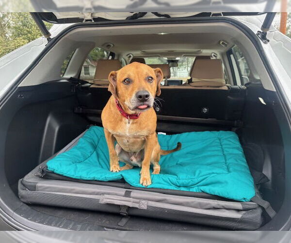 Medium Photo #2 Mutt Puppy For Sale in  Gainesville, FL, USA