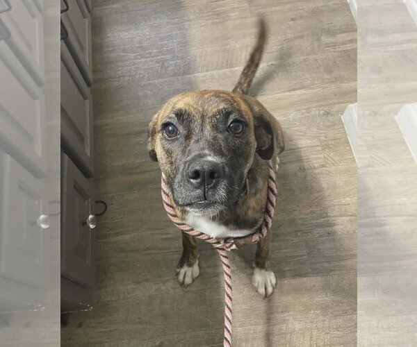 Medium Photo #1 Boxer-Unknown Mix Puppy For Sale in Burnsville, MN, USA